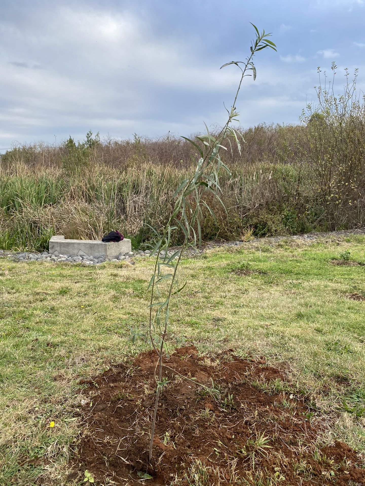 Parque Catrico Inicia Semana de Restauración Ecológica