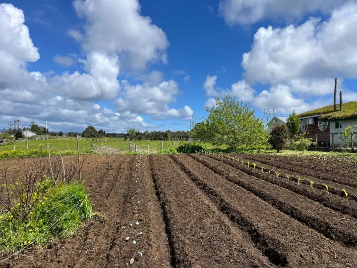 Quinoa Chilota: Cooperativa impulsa nueva etapa productiva en Ancud